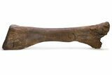 Hadrosaur (Edmontosaurus) Tibia - Wyoming #292608-1